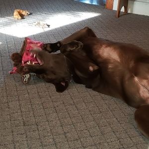 Meet your Posher, Chelsea